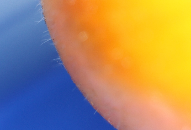 Illustration for article titled 74 Photos Capturing the Most Striking Colors Possible
